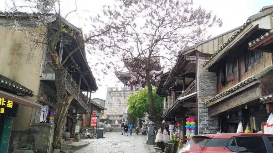 雨后盛放